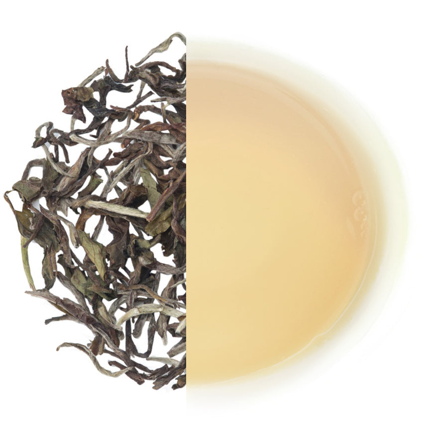 Glenburn Darjeeling Moonshine Clonal – First Flush